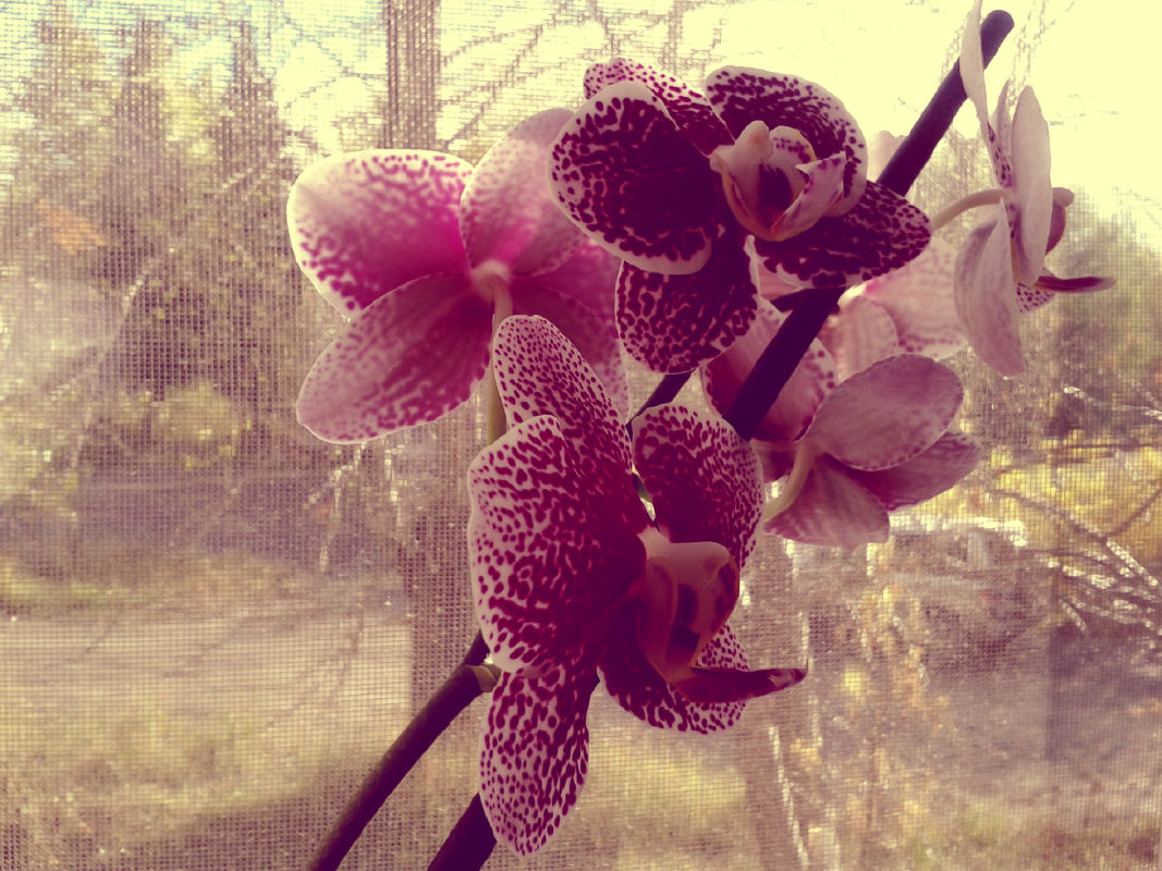 Нежность и мягкость в каждом лепестке орхидеи