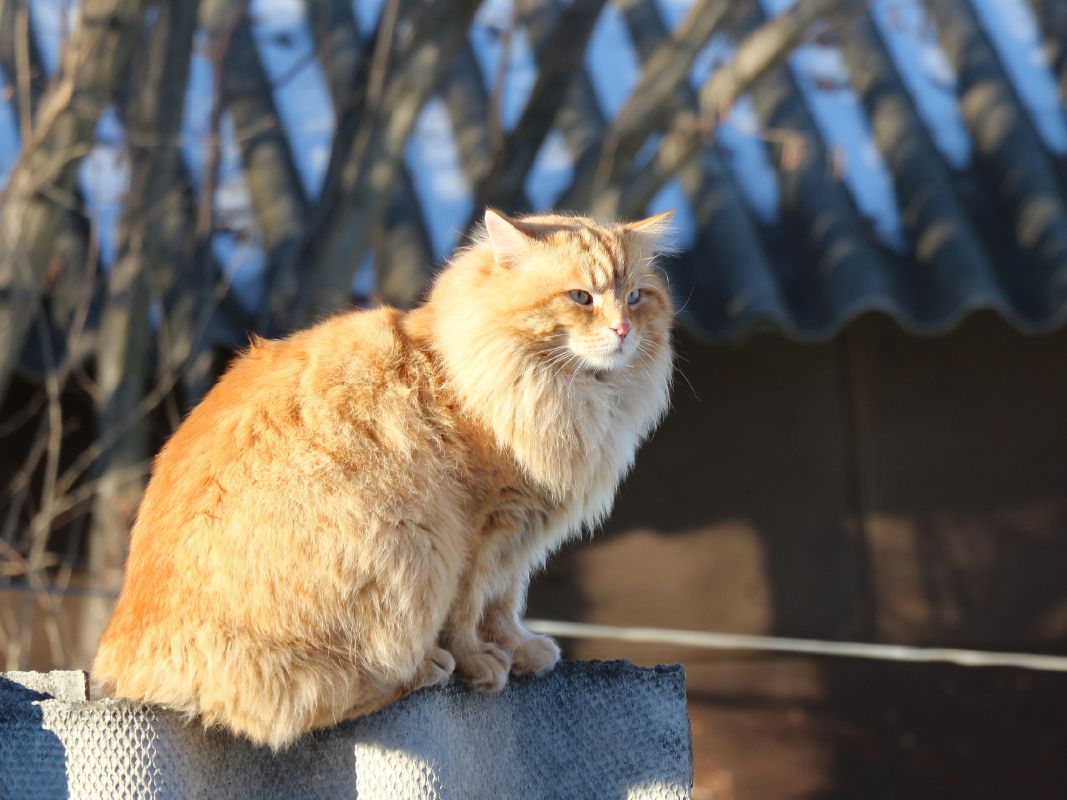 Оранжевый кот