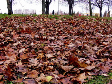 Осеннее ложе из листьев