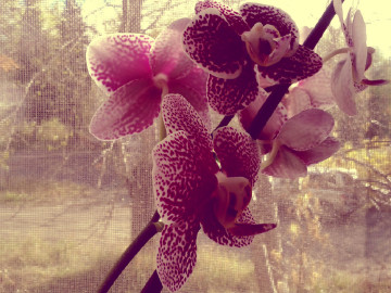 Нежность и мягкость в каждом лепестке орхидеи